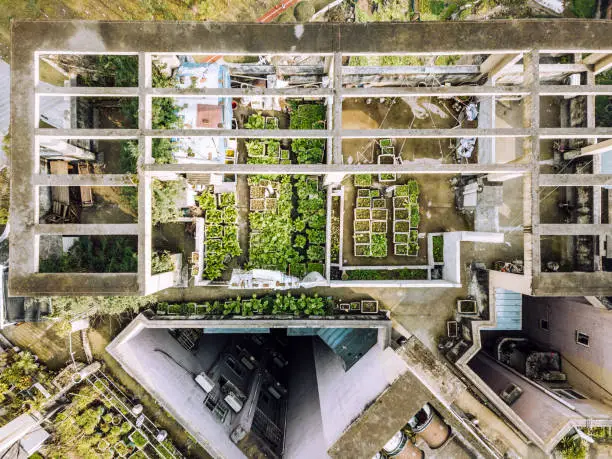 A lush, green urban farm on a rooftop.